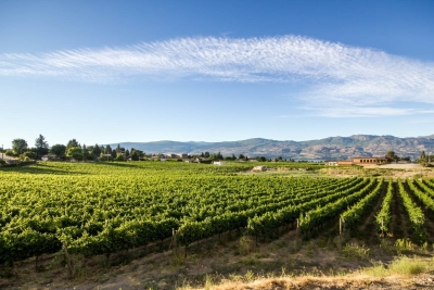 BEAUMONT ESTATE VINEYARDS